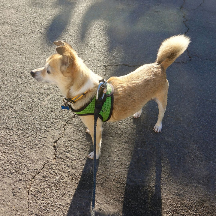 Collars Harnesses Leashes