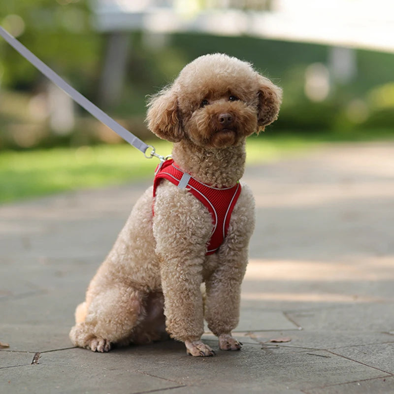 Dog Harness & Leash Set – Adjustable Vest for Small Dogs & Cats