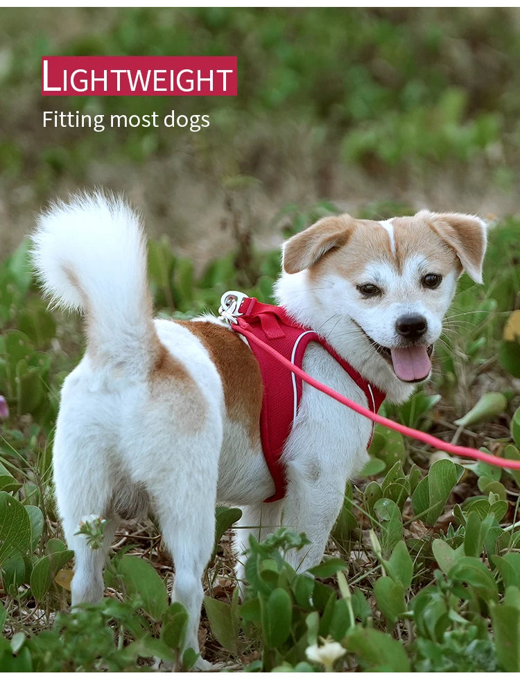 Reflective Dog Harness & Leash Set