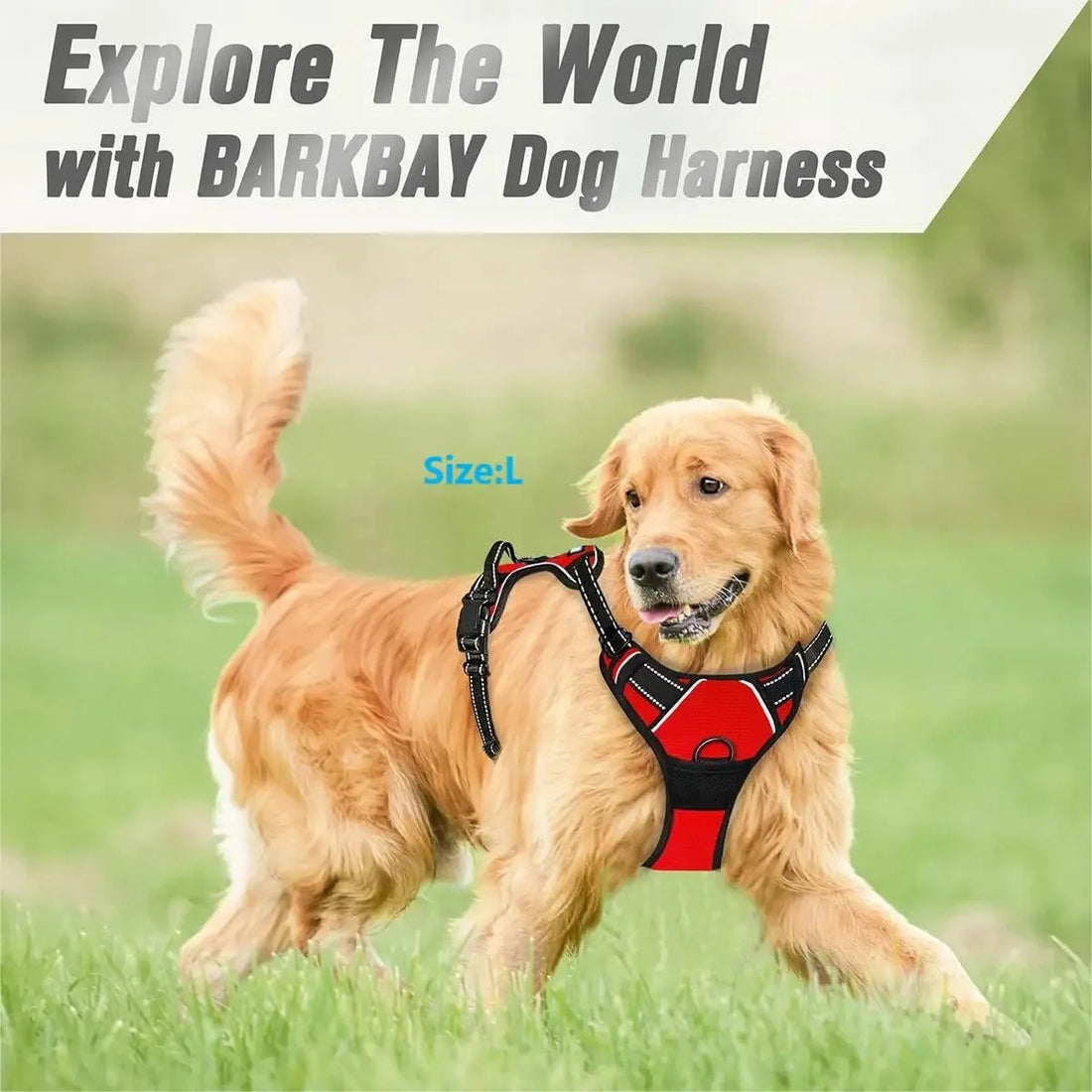 Dog Collar & Harness Set