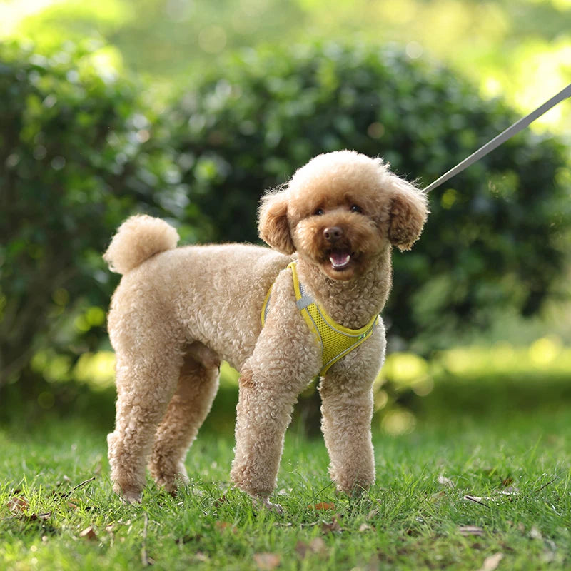 Dog Harness & Leash Set – Adjustable Vest for Small Dogs & Cats