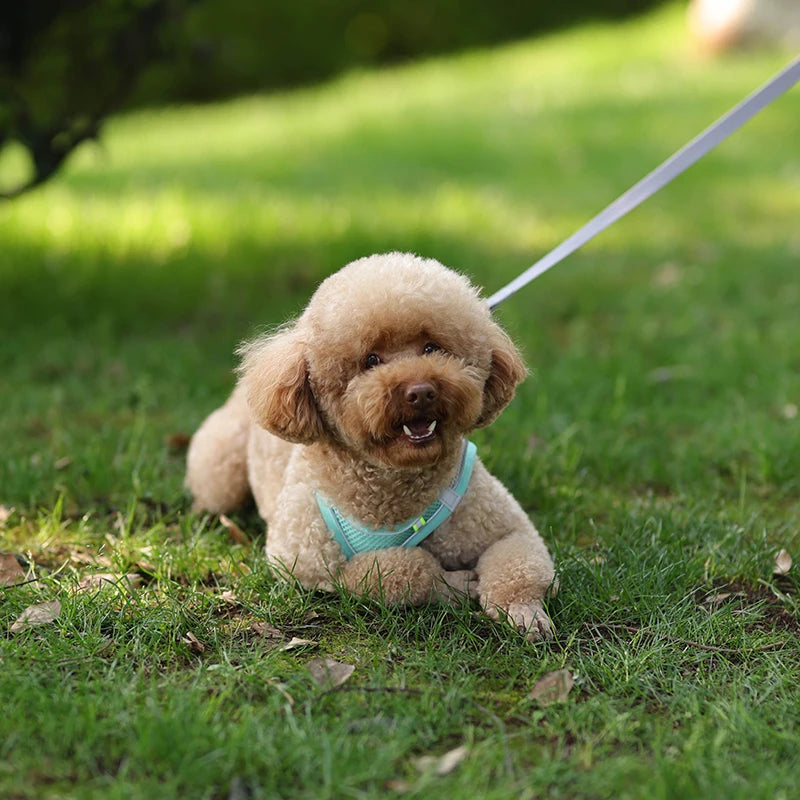Dog Harness & Leash Set – Adjustable Vest for Small Dogs & Cats