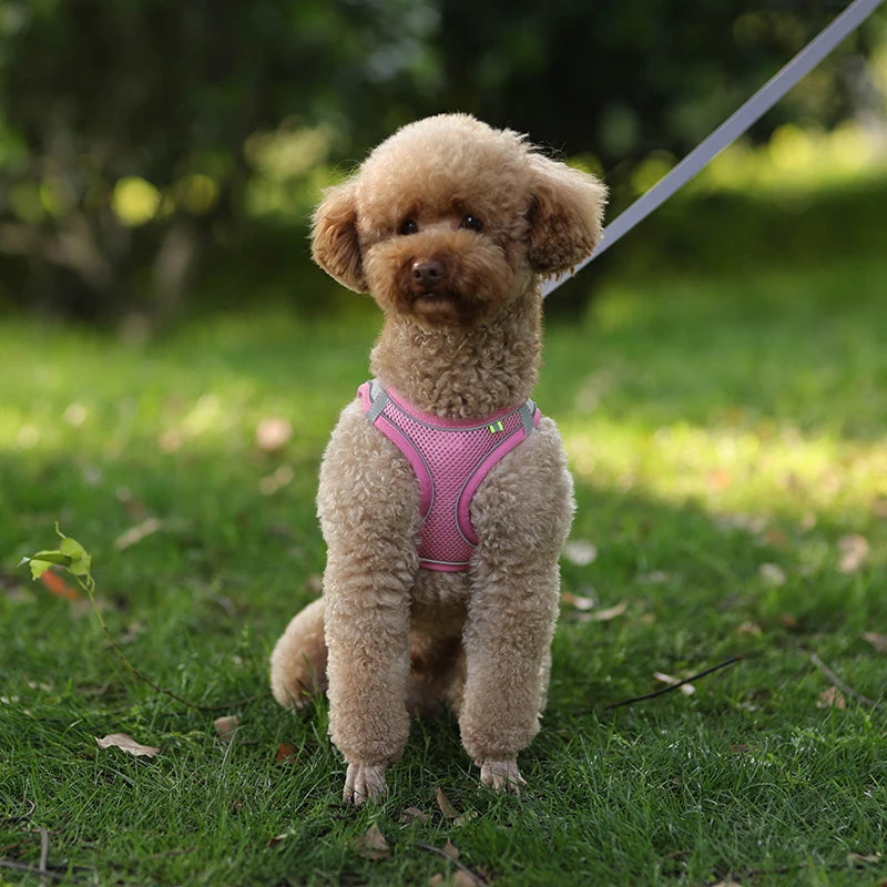 Dog Harness & Leash Set – Adjustable Vest for Small Dogs & Cats