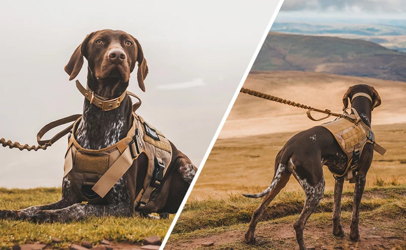 Tactical Military Dog Vest & Leash Set